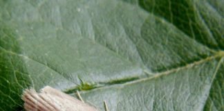 Восковая моль: целебный вредитель