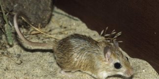 Выбираем песчанку — дружелюбное домашнее животное