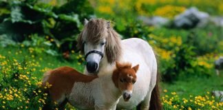 Выбираем пони