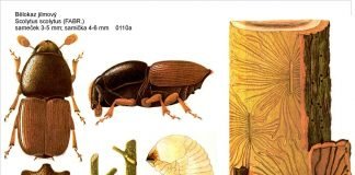 Заболонник дубовый: фото жука