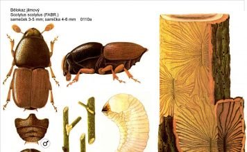 Заболонник дубовый: фото жука