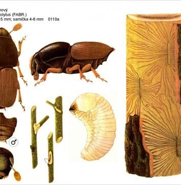 Заболонник дубовый: фото жука