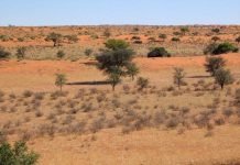 Загадки жизни в пустыне Калахари