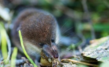 Землеройка: фото и описание «маленького дьявола»