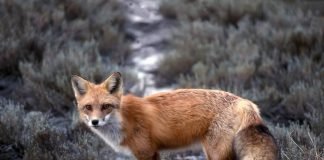 Животные — обитатели полей