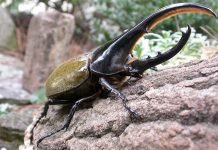 Жук-геркулес — самый сильный жук