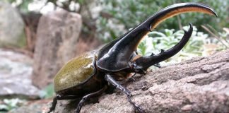 Жук-геркулес — самый сильный жук