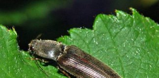 Жуки-щелкуны – насекомые-акробаты