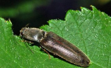 Жуки-щелкуны – насекомые-акробаты