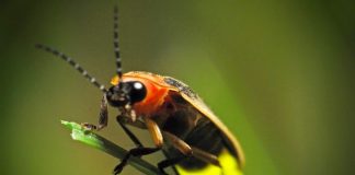 Жуки-светляки — живые фонарики