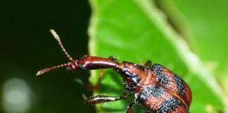 Жуки-трубковерты – вредители плодовых культур