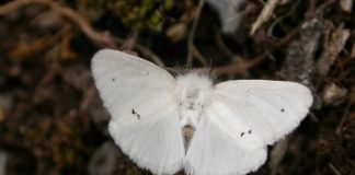 Златогузка: фото ночной бабочки