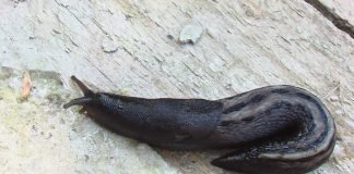 10 самых зубастых животных