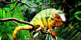 10 животных с самой яркой окраской