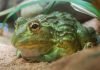 Африканская роющая лягушка — чем живет амфибия?