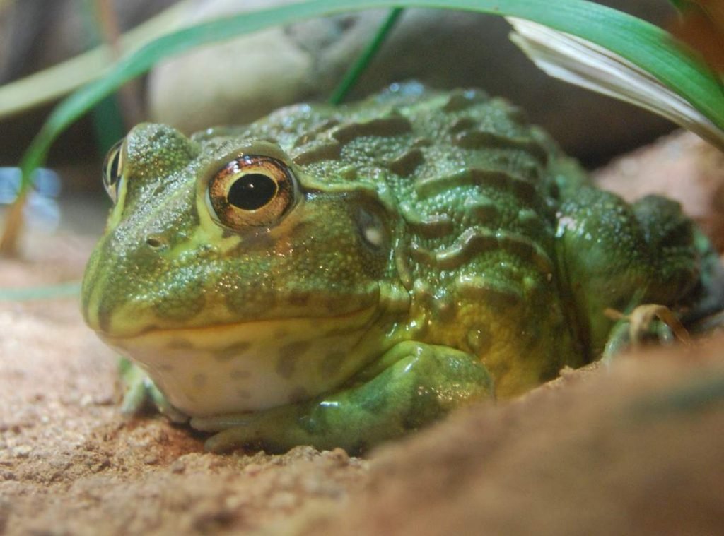 Африканская роющая лягушка (Pyxicephalus adspersus).