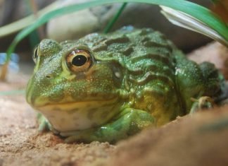 Африканская роющая лягушка — чем живет амфибия?