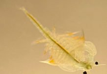 Артемии – уникальные во всех отношениях рачки