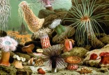 Актинии – кораллы, медузы, или морские цветы?