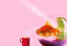 Самое интересное об аквариумных рыбках