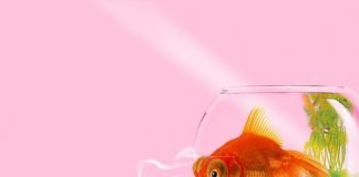 Самое интересное об аквариумных рыбках