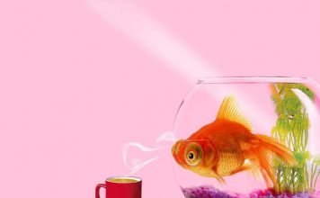 Самое интересное об аквариумных рыбках