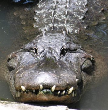 В штате Флорида аллигатор и человек напали друг на друга