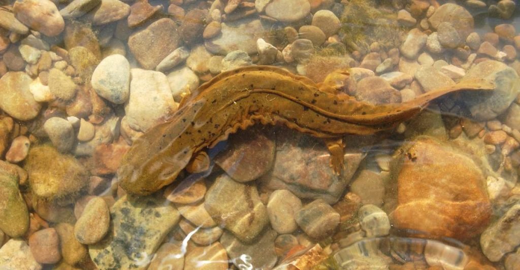 Аллеганский скрытожаберник (Cryptobranchus alleganiensis).