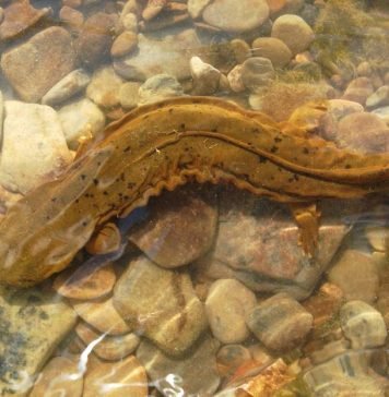 Американские гигантские саламандры или скрытожаберники