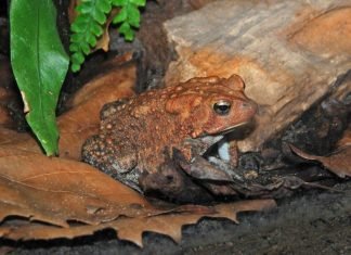 Американская жаба в террариуме. Фото жабы