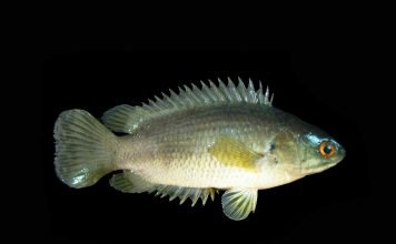 Анабас – рыба, способная ходить