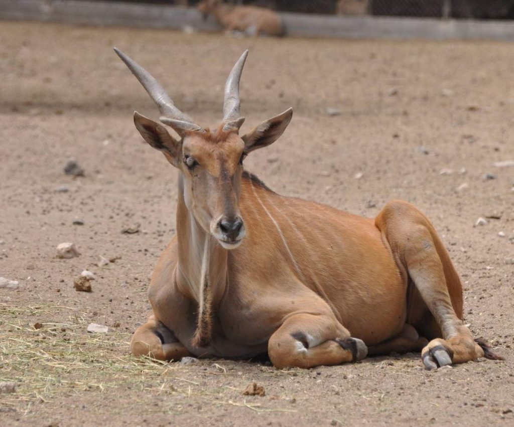 Антилопа канна (Taurotragus oryx).