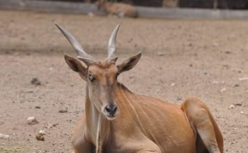 Антилопы канны – дикие животные, которых можно приручить