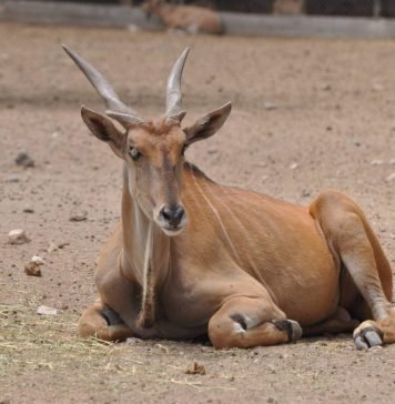 Антилопы канны – дикие животные, которых можно приручить