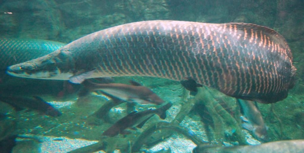 Арапаима (Arapaima gigas).