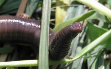 Австралийский суперчервяк удивляет мир