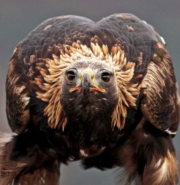 Беркут унес собаку