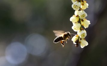 В Лос-Анджелесе рой разъяренных пчел атаковал участников ДТП