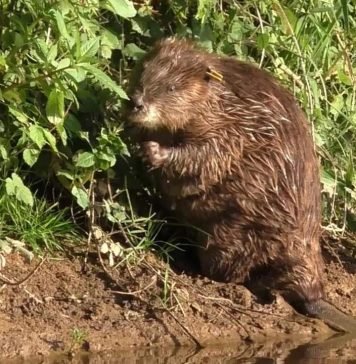 Долгожданное появление малышей бобра в Англии