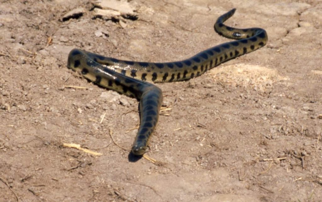 Боливийская анаконда (Eunectes beniensis).