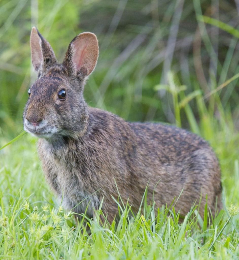 Болотный кролик (Sylvilagus palustris).