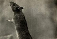 В Черкассах местный житель ел крыс