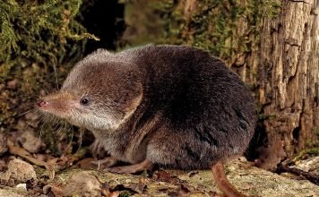 Обыкновенная бурозубка. Что за животное бурозубка?