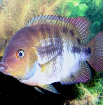 Цихлазома Сэджика: описание рыбки