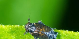 Дельфациды или свинушки — кто это?