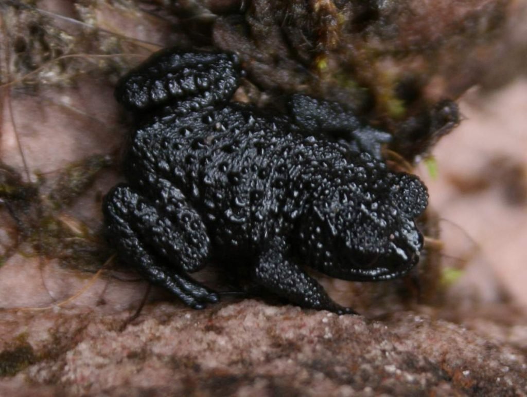 Галечная жаба (Oreophrynella nigra).