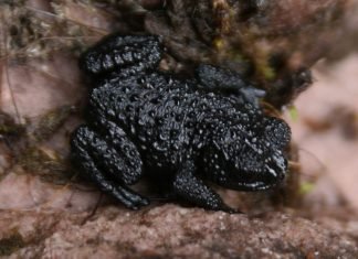 Галечная жаба – спринтер, за которым тяжело угнаться