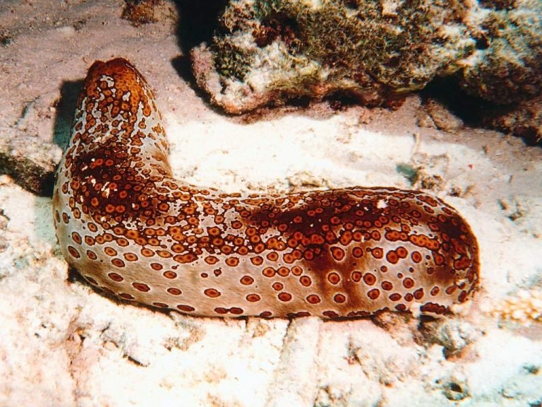 sea cucumber condition and trepang industry sea cucumber condition and trepang industry