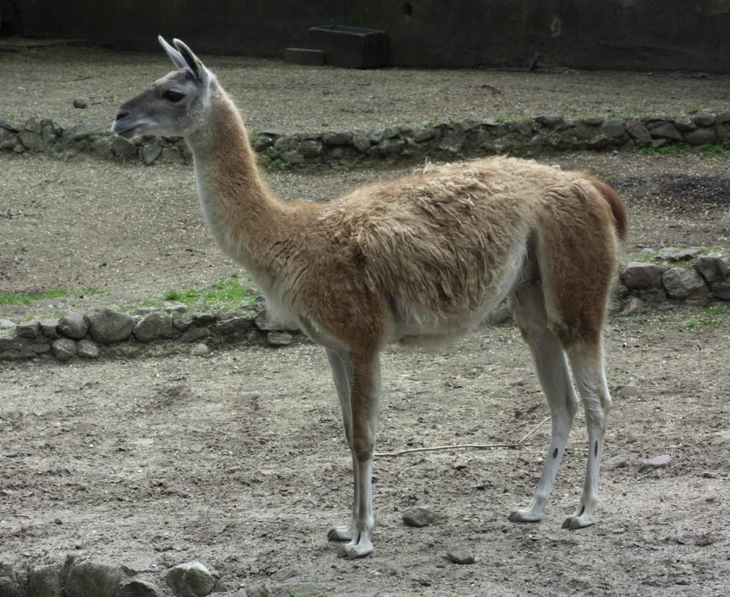 Гуанако (Lama guanicoe).