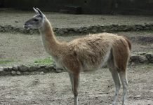 Гуанако – один из верблюдов